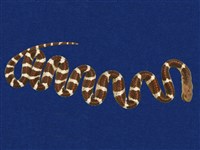 藏品(雨傘節)的圖片